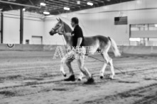 Equine Photography from horse events at the 174th Ancaster fair on September 20th of 2024.