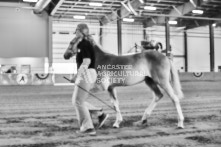 Equine Photography from horse events at the 174th Ancaster fair on September 20th of 2024.