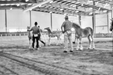 Equine Photography from horse events at the 174th Ancaster fair on September 20th of 2024.