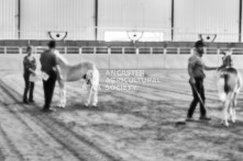 Equine Photography from horse events at the 174th Ancaster fair on September 20th of 2024.