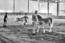 Equine Photography from horse events at the 174th Ancaster fair on September 20th of 2024.