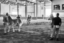 Equine Photography from horse events at the 174th Ancaster fair on September 20th of 2024.