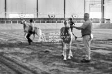 Equine Photography from horse events at the 174th Ancaster fair on September 20th of 2024.