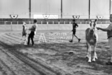 Equine Photography from horse events at the 174th Ancaster fair on September 20th of 2024.