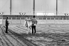 Equine Photography from horse events at the 174th Ancaster fair on September 20th of 2024.