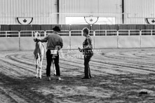 Equine Photography from horse events at the 174th Ancaster fair on September 20th of 2024.