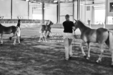 Equine Photography from horse events at the 174th Ancaster fair on September 20th of 2024.