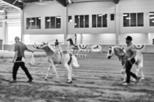 Equine Photography from horse events at the 174th Ancaster fair on September 20th of 2024.