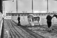 Equine Photography from horse events at the 174th Ancaster fair on September 20th of 2024.