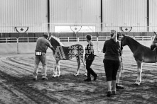 Equine Photography from horse events at the 174th Ancaster fair on September 20th of 2024.