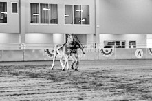 Equine Photography from horse events at the 174th Ancaster fair on September 20th of 2024.