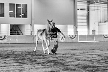 Equine Photography from horse events at the 174th Ancaster fair on September 20th of 2024.