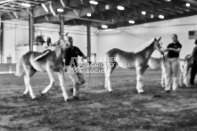 Equine Photography from horse events at the 174th Ancaster fair on September 20th of 2024.