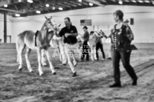 Equine Photography from horse events at the 174th Ancaster fair on September 20th of 2024.