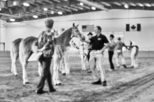 Equine Photography from horse events at the 174th Ancaster fair on September 20th of 2024.