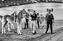 Equine Photography from horse events at the 174th Ancaster fair on September 20th of 2024.