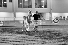 Equine Photography from horse events at the 174th Ancaster fair on September 20th of 2024.