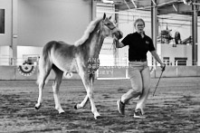 Equine Photography from horse events at the 174th Ancaster fair on September 20th of 2024.