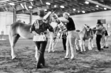 Equine Photography from horse events at the 174th Ancaster fair on September 20th of 2024.