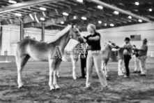 Equine Photography from horse events at the 174th Ancaster fair on September 20th of 2024.