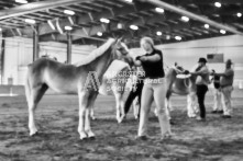 Equine Photography from horse events at the 174th Ancaster fair on September 20th of 2024.