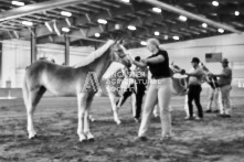 Equine Photography from horse events at the 174th Ancaster fair on September 20th of 2024.