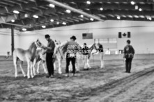 Equine Photography from horse events at the 174th Ancaster fair on September 20th of 2024.