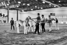 Equine Photography from horse events at the 174th Ancaster fair on September 20th of 2024.