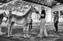 Equine Photography from horse events at the 174th Ancaster fair on September 20th of 2024.