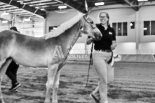 Equine Photography from horse events at the 174th Ancaster fair on September 20th of 2024.