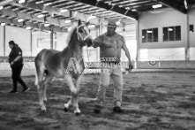 Equine Photography from horse events at the 174th Ancaster fair on September 20th of 2024.