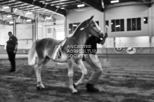 Equine Photography from horse events at the 174th Ancaster fair on September 20th of 2024.