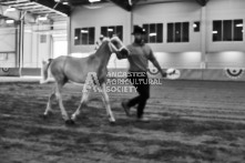 Equine Photography from horse events at the 174th Ancaster fair on September 20th of 2024.