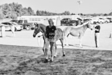 Equine Photography from horse events at the 174th Ancaster fair on September 20th of 2024.