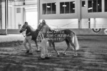 Equine Photography from horse events at the 174th Ancaster fair on September 20th of 2024.