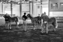 Equine Photography from horse events at the 174th Ancaster fair on September 20th of 2024.