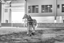 Equine Photography from horse events at the 174th Ancaster fair on September 20th of 2024.