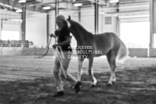 Equine Photography from horse events at the 174th Ancaster fair on September 20th of 2024.