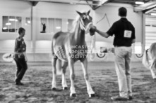 Equine Photography from horse events at the 174th Ancaster fair on September 20th of 2024.