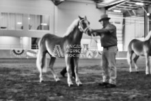 Equine Photography from horse events at the 174th Ancaster fair on September 20th of 2024.