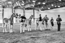 Equine Photography from horse events at the 174th Ancaster fair on September 20th of 2024.