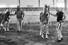 Equine Photography from horse events at the 174th Ancaster fair on September 20th of 2024.