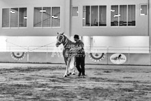 Equine Photography from horse events at the 174th Ancaster fair on September 20th of 2024.