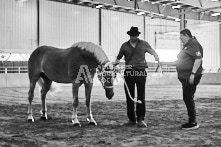 Equine Photography from horse events at the 174th Ancaster fair on September 20th of 2024.