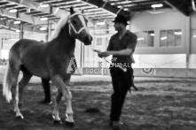 Equine Photography from horse events at the 174th Ancaster fair on September 20th of 2024.