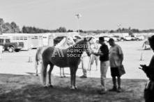 Equine Photography from horse events at the 174th Ancaster fair on September 20th of 2024.