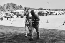 Equine Photography from horse events at the 174th Ancaster fair on September 20th of 2024.