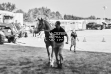 Equine Photography from horse events at the 174th Ancaster fair on September 20th of 2024.