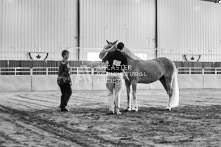 Equine Photography from horse events at the 174th Ancaster fair on September 20th of 2024.