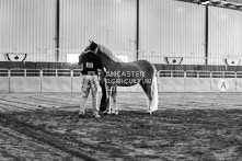 Equine Photography from horse events at the 174th Ancaster fair on September 20th of 2024.